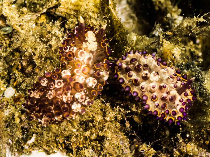 Janolus flavoanulatus